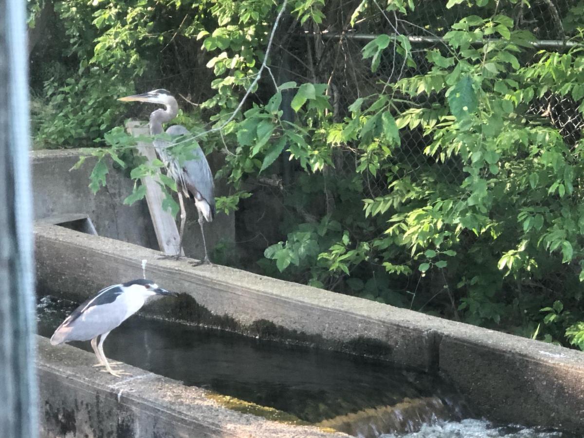 Herring Run Борн Екстериор снимка