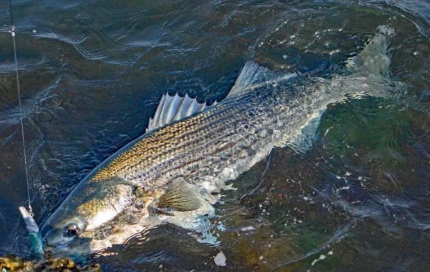 Herring Run Борн Екстериор снимка